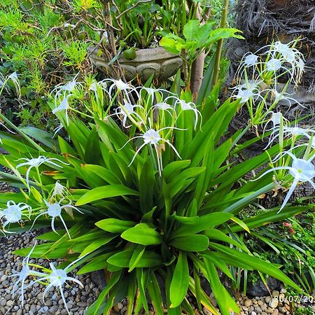 Casa Flora Garden Studio サウサル エクステリア 写真