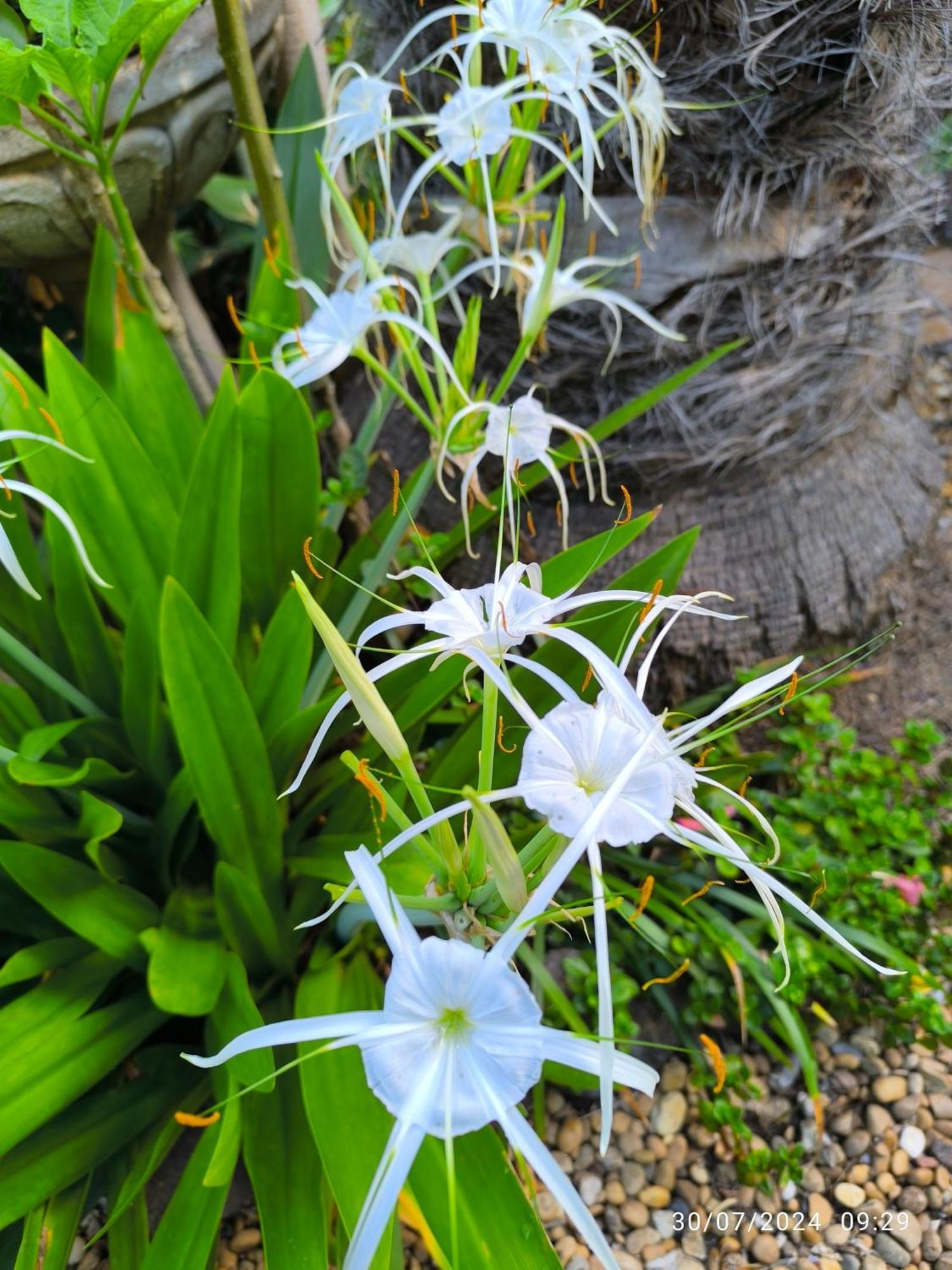 Casa Flora Garden Studio サウサル エクステリア 写真
